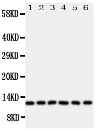 GLRX2 / Glutaredoxin 2 Antibody (aa103-119)
