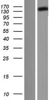 Human DCTN1 / Dynactin 1 Protein (Over-Expression Lysate Myc-DDK (Flag))