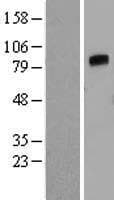 ANGPT4 / Angiopoietin-4 Protein (Over-Expression Lysate Myc-DDK (Flag))