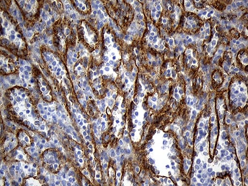 TSPAN7 / CD231 Antibody (clone OTI2D6, Carrier-free)