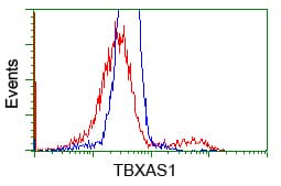 Monoclonal Mouse anti-Human TS / Thromboxane Synthase Antibody (clone OTI1H1, IHC, IF, WB)