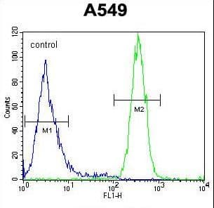 SYNC / SYNCOILIN Antibody (aa129-158)