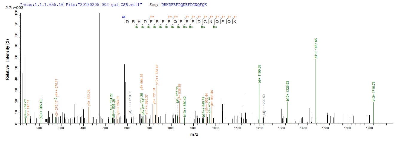 Human IFNA6 / Interferon Alpha 6 Protein (Recombinant 10His, N-terminus + Myc, C-terminus)