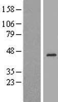 RHBDL3 Protein (Over-Expression Lysate Myc-DDK (Flag))