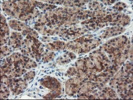 DUPD1 Antibody (clone OTI7E4)