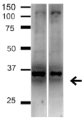 Polyclonal Rabbit anti-Human NIP3 / BNIP3 Antibody (WB)