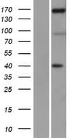 NFAT5 Protein (Over-Expression Lysate Myc-DDK (Flag))