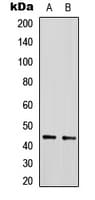 SIRT2 / Sirtuin 2 Antibody (C-Terminus)