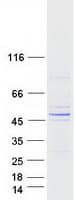 Human PNMA6A Protein (Recombinant Myc-DDK (Flag))