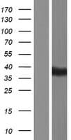 BTNL8 Protein (Over-Expression Lysate Myc-DDK (Flag))