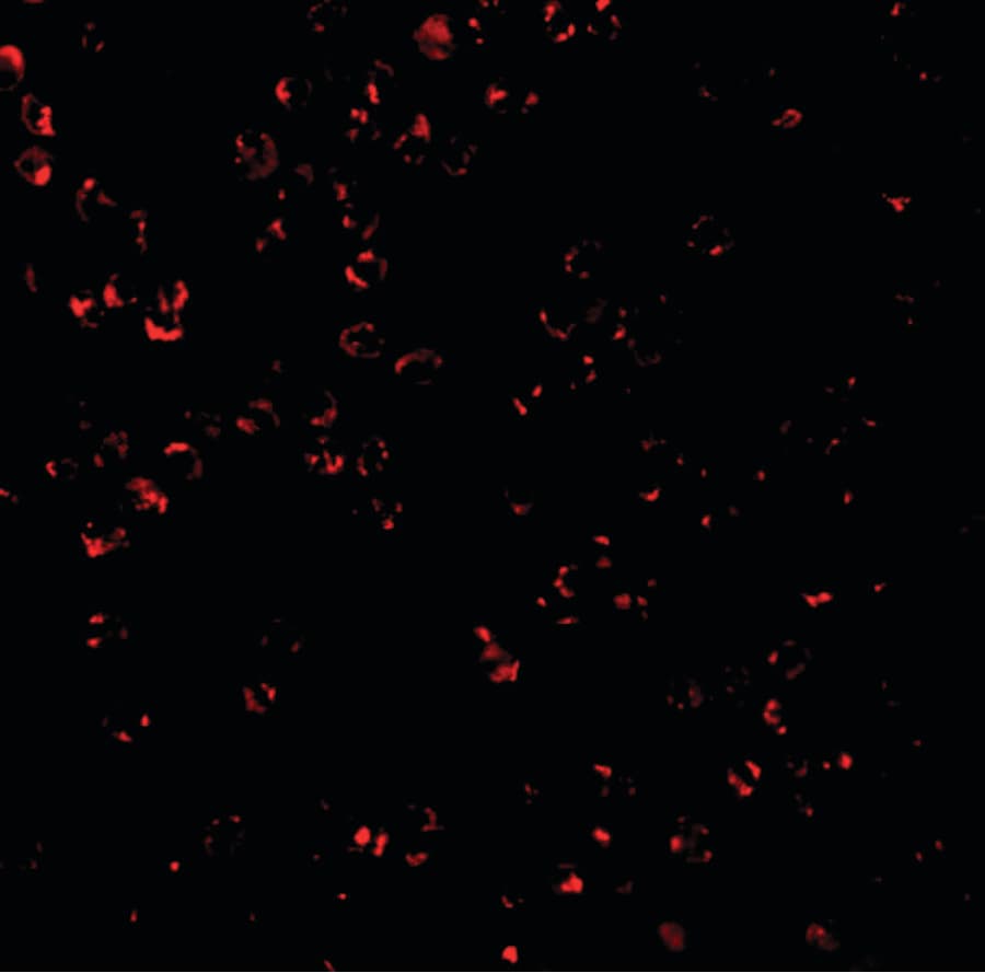 Polyclonal Rabbit anti-Human C1QTNF7 / CTRP7 Antibody (IF, WB)