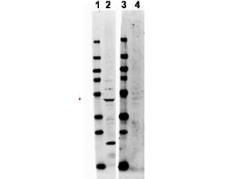 Polyclonal Rabbit anti-Human TRAF2 Antibody (IF, WB)