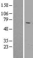 RTN2 / Reticulon 2 Protein (Over-Expression Lysate Myc-DDK (Flag))