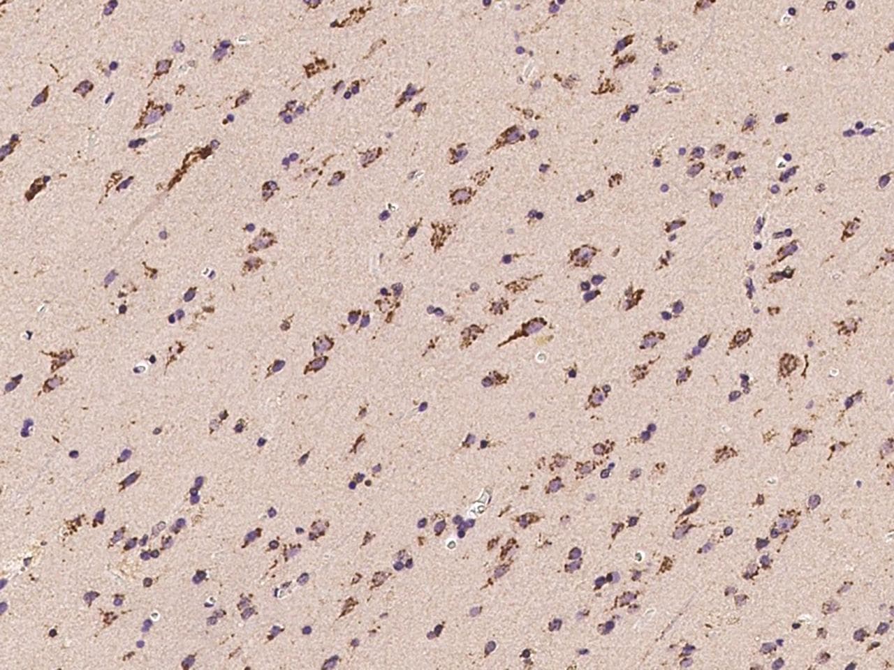 HS2ST1 Antibody