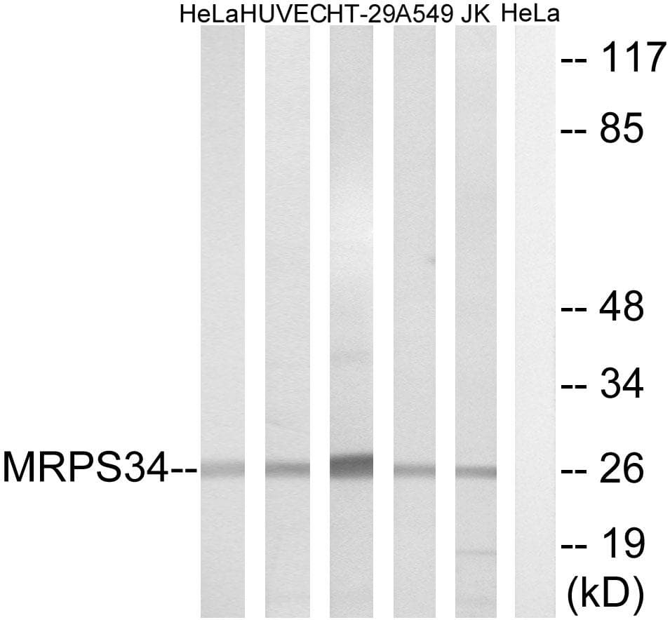 MRPS34 Antibody
