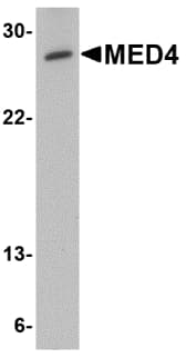 IHC-plus™ MED4 Antibody