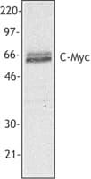 PathPlus™ MYC / c-Myc Antibody (aa408-439, clone 9E10)