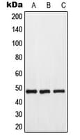 GPR173 / SREB3 Antibody (Internal)