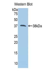 CAPN1 / Calpain 1 Antibody (aa387-694)