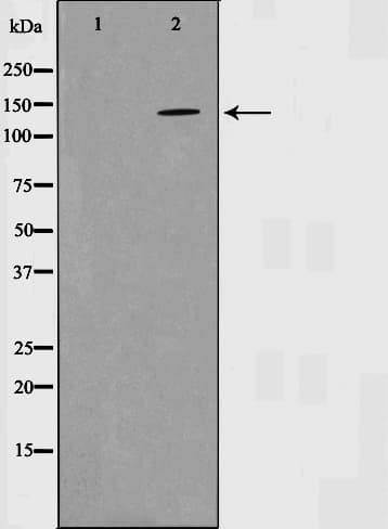 Polyclonal Rabbit anti-Human EGFR Antibody (IF, WB)
