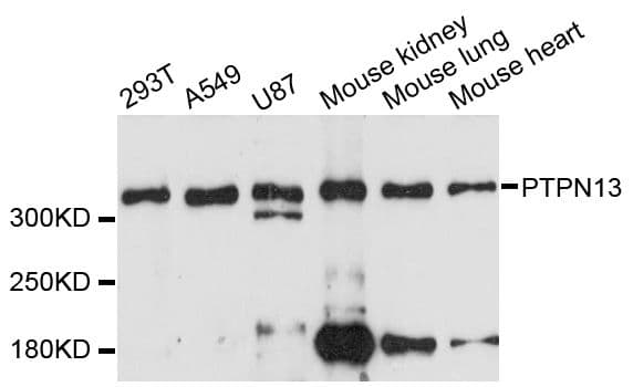 FAP-1 / PTPN13 Antibody