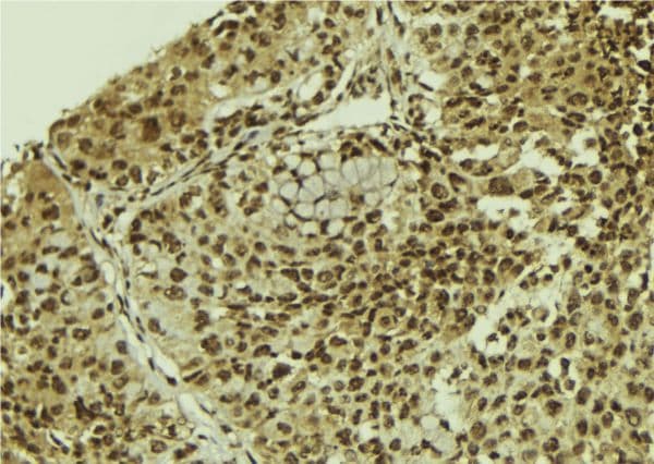 SART3 Antibody