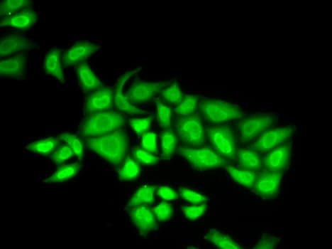 Polyclonal Rabbit anti-Human POLE3 / DNA Polymerase Epsilon Antibody (IHC, IF, WB)
