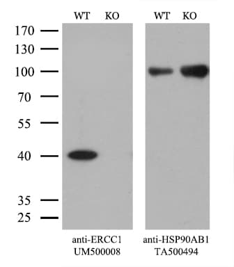 ERCC1 Antibody (clone 4F9, Carrier-free)