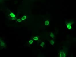 ALX4 Antibody (clone OTI6B3)