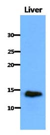 IHC-plus™ CISD1 Antibody (clone AT1A8)