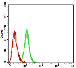CAPN1 / Calpain 1 Antibody (clone 1E6G9)