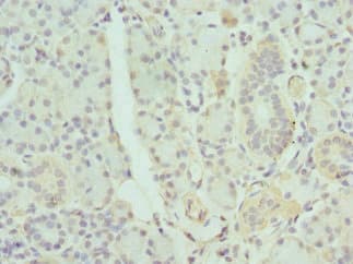 GDA / Nedasin Antibody