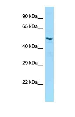 Polyclonal Rabbit anti-Human LILRB5 / LIR8 Antibody (aa401-450, WB)