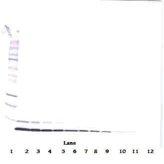 IHC-plus™ NRG1 / Heregulin / Neuregulin Antibody