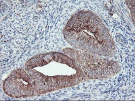 CPA2 Antibody (clone OTI1C7)