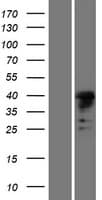 MSL1 Protein (Over-Expression Lysate Myc-DDK (Flag))