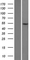LIN9 Protein (Over-Expression Lysate Myc-DDK (Flag))