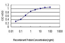 TSSK2 Antibody (clone 1H2)