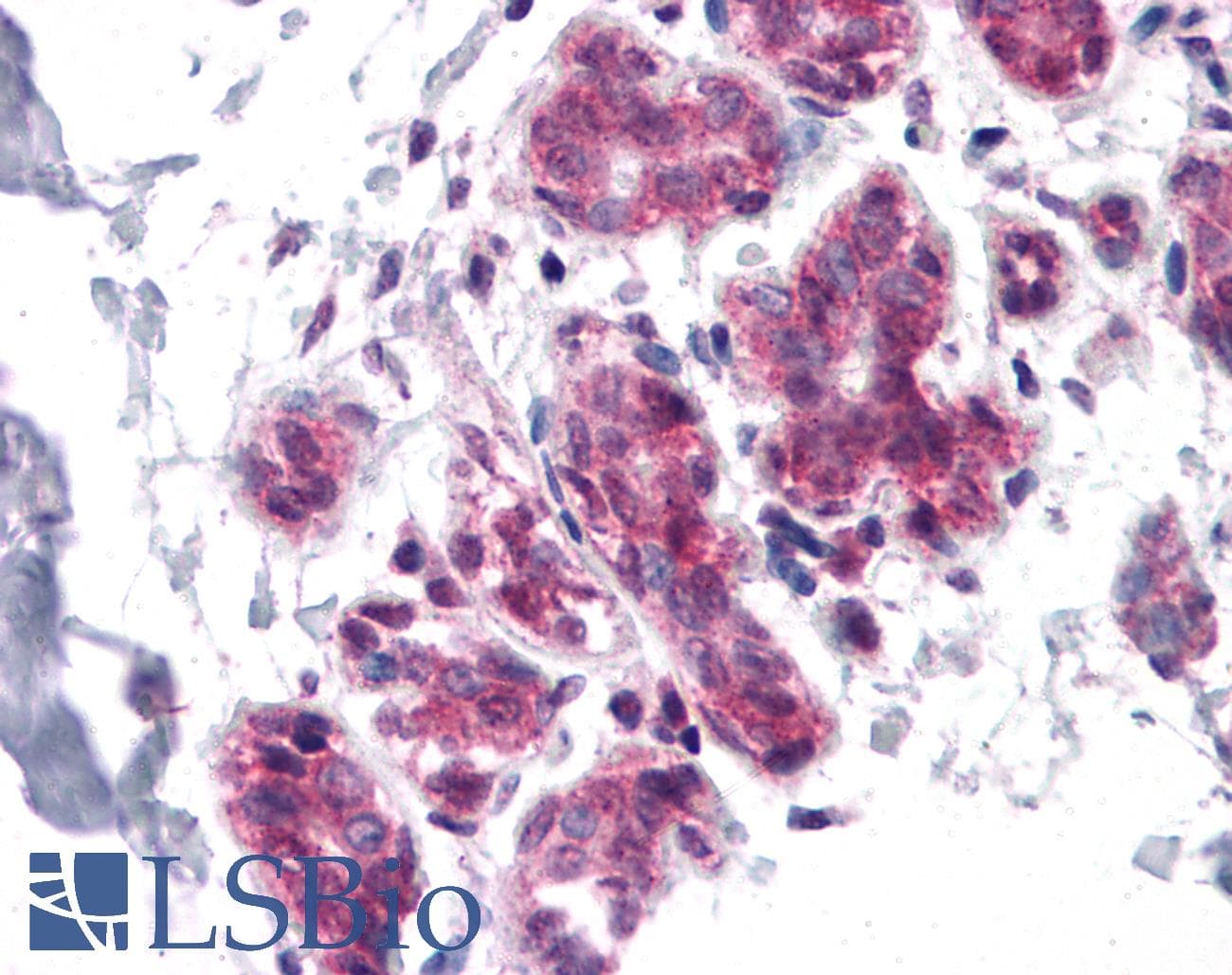 IHC-plus™ Polyclonal Rabbit anti-Human CDC27 Antibody (IHC, WB)