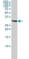 IHC-plus™ PCNA Antibody (clone 1G7)