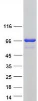 Human PANK1 / PANK Protein (Recombinant Myc-DDK (Flag))