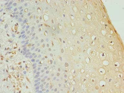 FAM136A Antibody