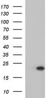 PLA2G16 / HRASLS3 Antibody (clone OTI1B12, Carrier-free)