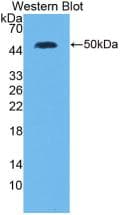 IFNL2 / IL28A Antibody (clone C9, Biotin)