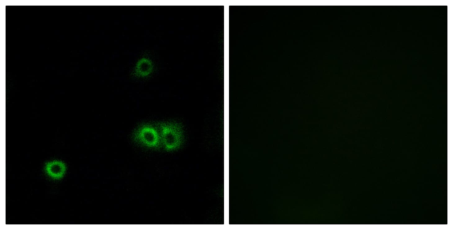 MARCH5 Antibody (aa21-70)