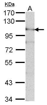 IHC-plus™ ADAM15 Antibody