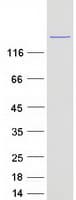 Human SNAP91 / AP180 Protein (Recombinant Myc-DDK (Flag))