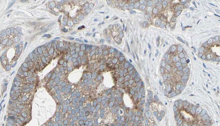 Polyclonal Rabbit anti-Human EIF4B Antibody (phospho-Ser422, IHC, IF, WB)