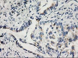 CDK2 Antibody (clone OTI2A5)