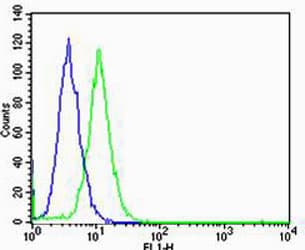 Polyclonal Rabbit anti-Human GLI2 Antibody (aa1287-1321, IF, WB)